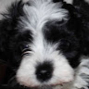 Meet your Posher, Carrie